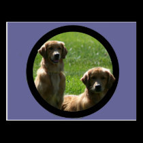 perros perdigueros de oro tarjetas postales