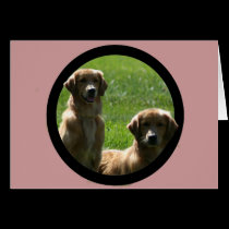 perros perdigueros de oro tarjetas