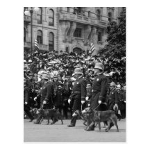Perros policía en desfile: 1900s tempranos postal