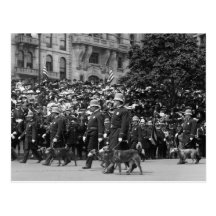 Perros policía en desfile: 1900s tempranos tarjeta postal