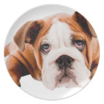 PERROS, REALISMO ADORABLE LINDO P DE DIGITAL DEL D PLATOS