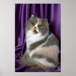 Persa, azul, tortie y blanco impresiones