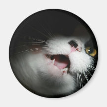 Personalizado grosero y refranes del gato iman de frigorífico