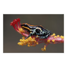 Perú, selva tropical peruana. Rana de la flecha de Arte Con Fotos