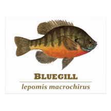 Pesca de la brema del Lepomis macrochirus Postales