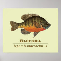 Pesca de la brema del Lepomis macrochirus Posters