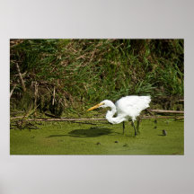 Pesca del Egret Poster
