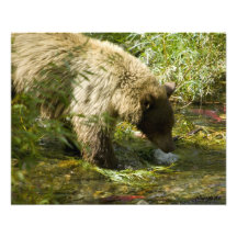 Pesca del oso negro impresion fotografica