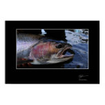 Pesca para la trucha arco iris adentro A.C. posters