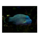 Pescados azules frescos postales