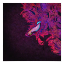 Pescados beta rosados, púrpuras, y azules brillant foto