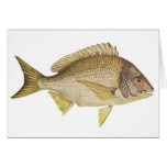 Pescados - brema negra - Mylio australis Felicitación