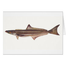 Pescados - carita negro - pondicerianum del Rachyc Tarjetas