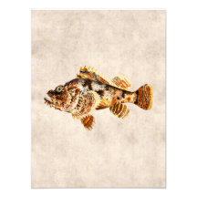 Pescados de escorpión del vintage - impresión hawa fotos