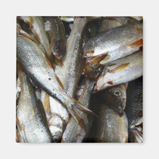 Pescados de los piscardos del lucio europeo imán cuadrado | Zazzle