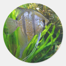 Pescados del ángel etiquetas  