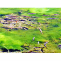 Pescados del bebé escultura fotográfica
