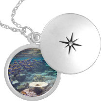 Pescados del cirujano de los azules claros joyerias personalizadas