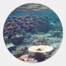 Pescados del cirujano de los azules claros etiquetas redondas