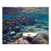 Pescados del cirujano de los azules claros arte fotográfico