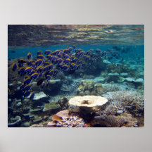 Pescados del cirujano de los azules claros impresiones