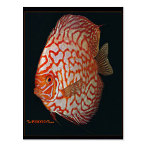 pescados del disco tarjeta postal