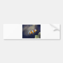 pescados del payaso, 2 etiqueta de parachoque