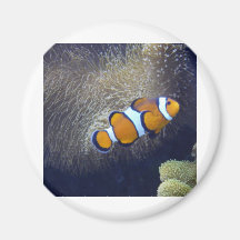 pescados del payaso, 2 iman de frigorífico