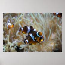 Pescados del payaso en filón posters
