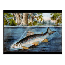 Pescados enganchados postal
