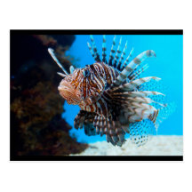 pescados exóticos postales