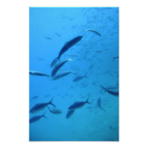 Pescados Foto