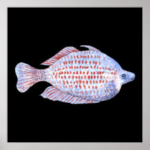Pescados. Línea roja Rainbowfish. Posters