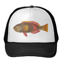 Pescados - pescados Carmesí-Congregados del loro Gorros