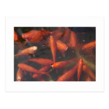 ¡Pescados! Tarjetas Postales