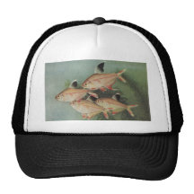 Pescados - tetra atractivo - rosaceus de Hyphessob Gorro