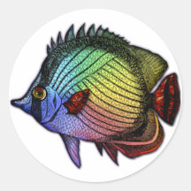 Pescados tropicales de la mariposa del arco iris etiqueta