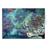 Pescados y coral de la gran barrera de coral felicitaciones