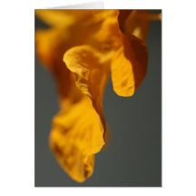 Pétalo de la flor felicitacion 