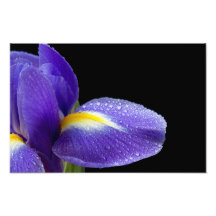 Pétalo púrpura del iris con las gotitas de agua impresión fotográfica