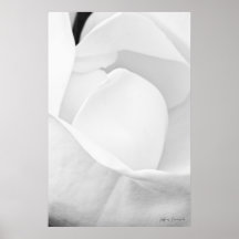 Pétalos 3 de la magnolia, impresiones