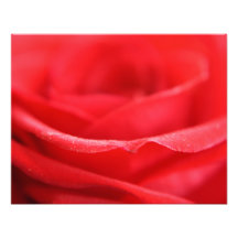 Pétalos color de rosa rojos cojinete