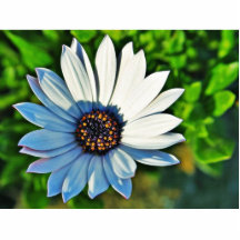 Pétalos de las flores de las margaritas de la marg esculturas fotográficas