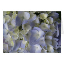 Pétalos del Hydrangea Tarjeta