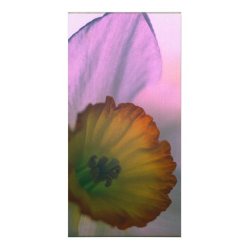 Pétalos del narciso - fotografía amarilla blanca d tarjetas personales