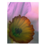 Pétalos del narciso - fotografía amarilla blanca d postales