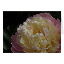 Pétalos en colores pastel tarjeton