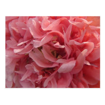 Pétalos rosados de la amapola tarjetas postales