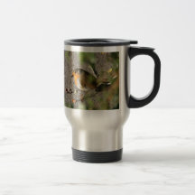 Petirrojo con su gusano tazas