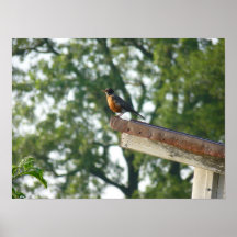 Petirrojo en el tejado de la cabaña posters